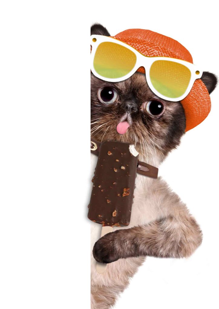 Mèo ăn kem, top 101+ hình ảnh con mèo 1 hình con mèo 2k4 ăn kem